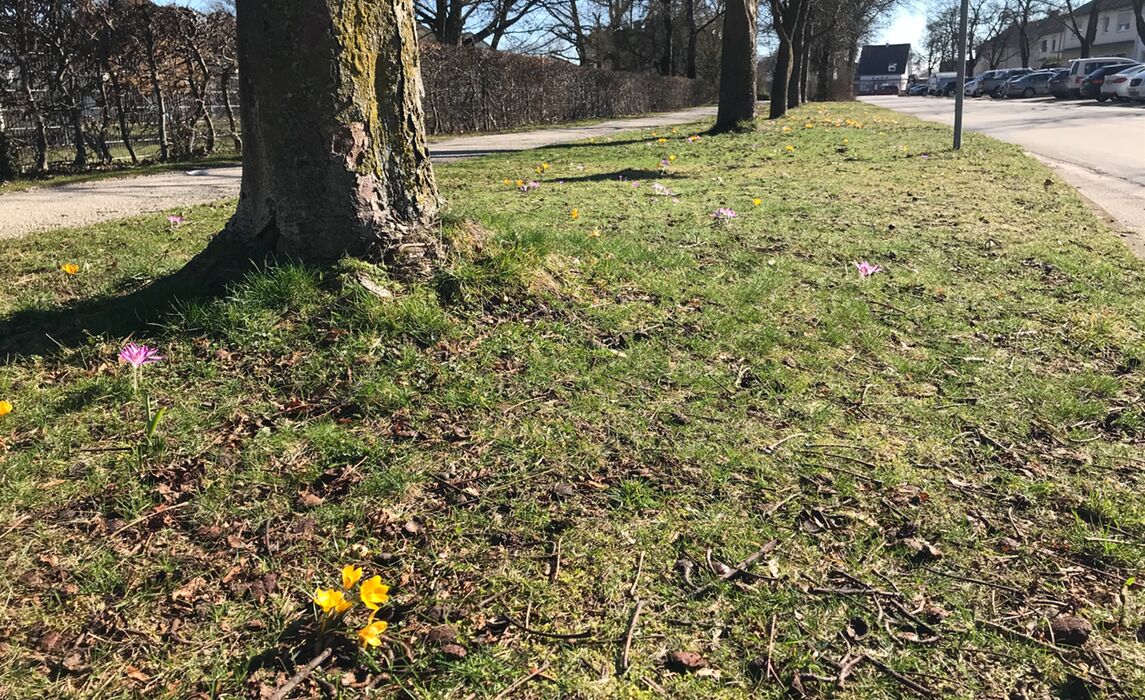 Bluehstreifen Vor Der Beethovenschule 1